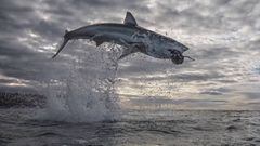 Un tibur&oacute;n blanco salta 4,5 metros sobre el nivel del agua para atrapar un cebo que simula una foca en una peque&ntilde;a isla de Sud&aacute;frica. Imagen capturada durante el programa Shark Week de Discovery Channel.