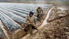 Farmworkers dig out a drainage ditch to keep floodwatesr from covering strawberry crops as the Salinas River overflows its banks in Monterey County, Calif., on Friday, Jan. 13, 2023. (AP Photo/Noah Berger)