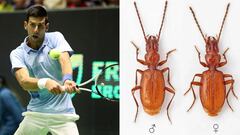 Nombran una nueva especie de insecto en honor a  Djokovic