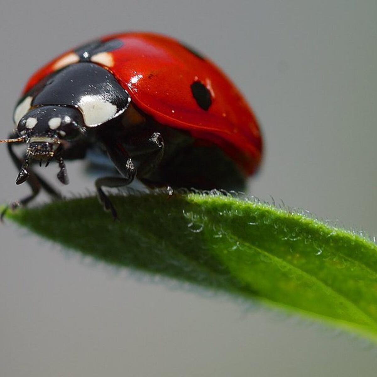 Lady beetle invasion - Insects in the City