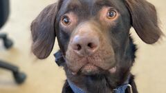 Coco the Labrador quickly fell ill after the death of his owner. The shelter where he is being kept thinks he is going through withdrawal from alcohol.