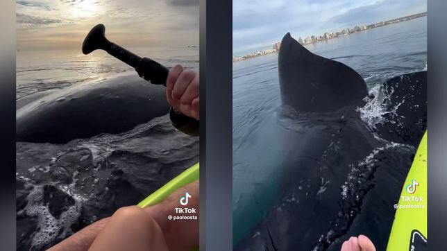 Tres ballenas rodean un kayak y dan el susto de su vida a una pareja