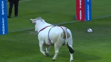 Un toro se metió a una cancha de rugby y quiso arrasar con todo
