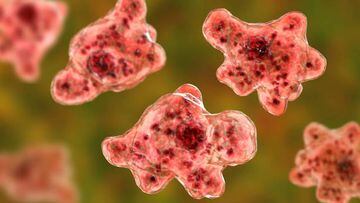 What to know about the rare brain-eating amoeba Naegleria fowleri