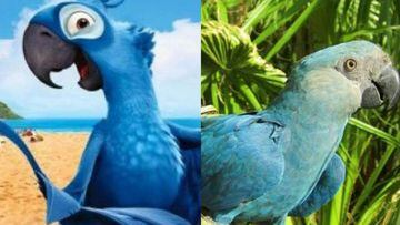 El pájaro azul que inspiró la película 'Río' se ha extinguido en la naturaleza