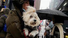 La gobernadora de Nueva York firmó una ley que prohíbe la venta de ciertos animales. ¿Qué animales sí se pueden vender en tiendas de mascotas en NY?