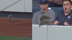 La pequeña ardilla que causó sensación en el partido de los Yankees y ya es viral
