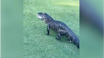 ¡Terror en el golf! Un cocodrilo paraliza un campo de Florida